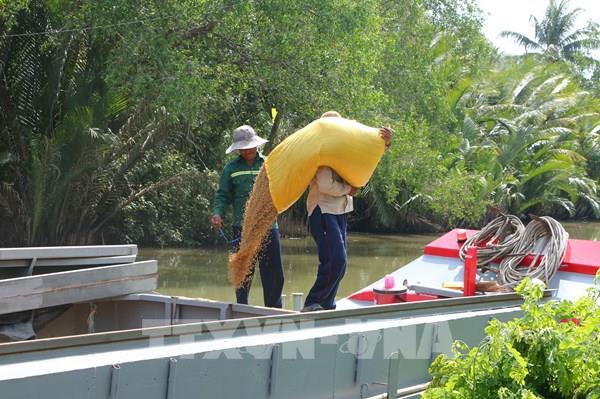 Thị trường nông sản: Giá lúa khu vực ĐBSCL tiếp tục có sự giảm nhẹ