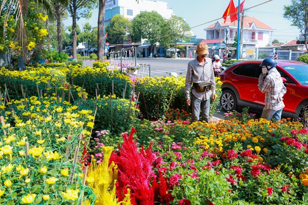 Hoa Tết tại Bà Rịa-Vũng Tàu tiêu thụ chậm, giá bán giảm