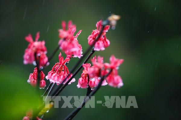 Ngắm hoa đào chuông trên đỉnh núi Bà Nà