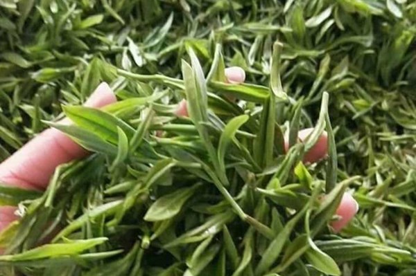 Thái Nguyên có gần 5.500 ha chè đạt tiêu chuẩn VietGAP, hữu cơ