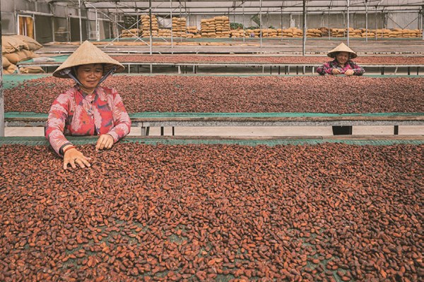 Giá ca cao quay lại vùng đỉnh hơn 11.000 USD/tấn