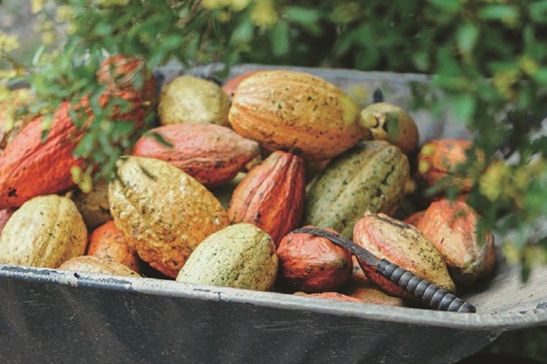 Hành trình 60 ngày kỳ diệu của hạt ca cao Việt Nam