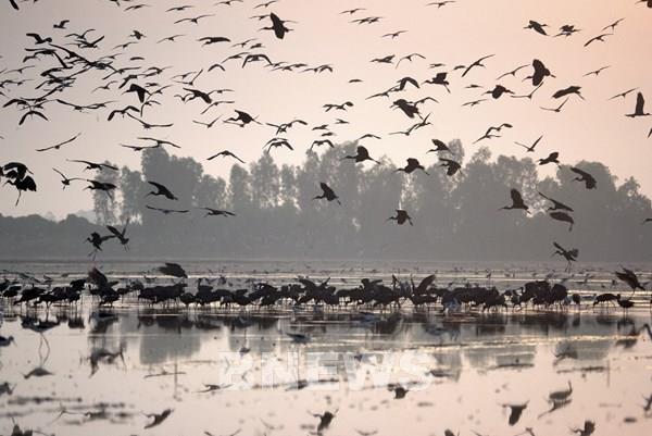 Đến Đồng Tháp ngắm “Bình minh Tràm chim”