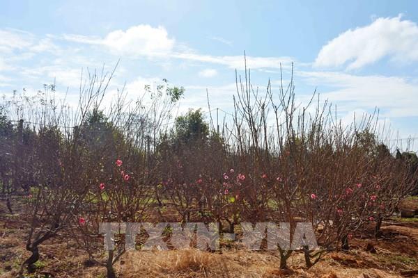 Đào Nhật Tân bén duyên với đất Tây Nguyên