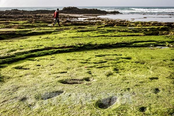 Phát hiện hóa thạch giúp tìm hiểu về lịch sử tiến hóa của loài thằn lằn bay