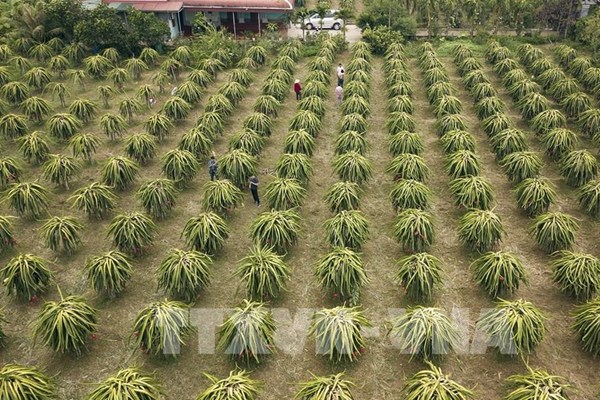 Thanh Hóa cấp mã số vùng trồng để hướng tới xuất khẩu