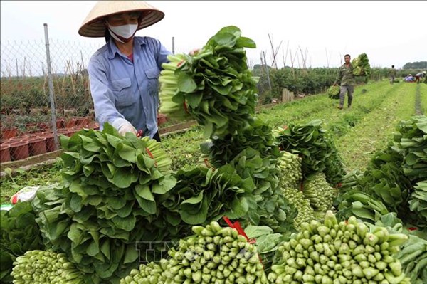 Hà Nội tập trung phát triển nông nghiệp hiện đại