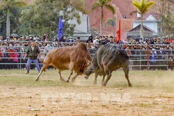 Hội chọi bò đầu Xuân tại vùng cao Điện Biên Đông