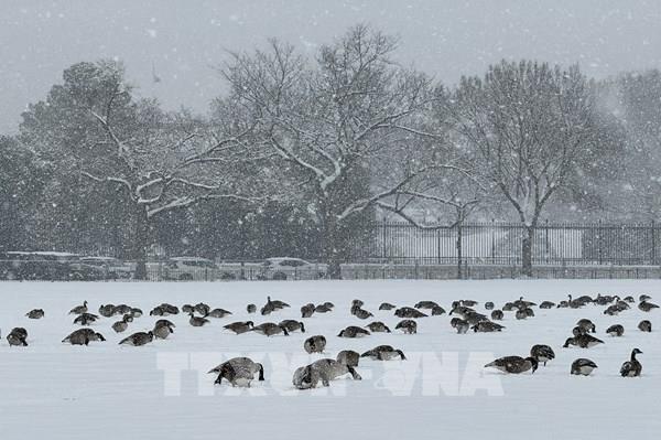 Mỹ: Bão "sông khí quyển" gây đợt tuyết dày ở New Mexico