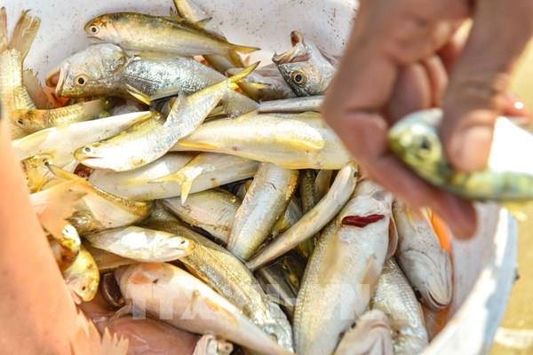 Ngư dân xứ Thanh vươn khơi đón lộc biển đầu năm mới