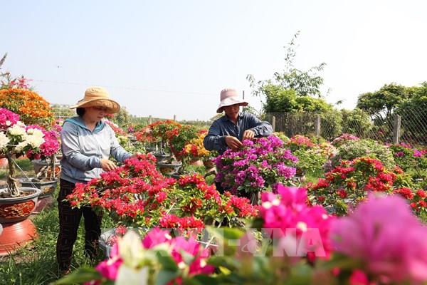 Bén duyên với nghề trồng hoa giấy ngũ sắc