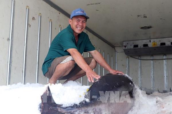 Ngư dân Phú Yên cập bến chuyến cá ngừ đầu Xuân