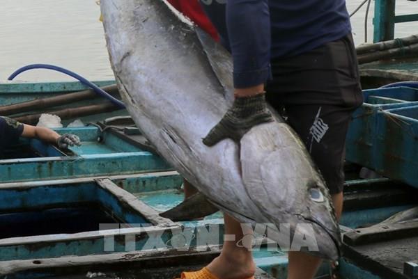 Ngư dân Bình Định bội thu chuyến biển đầu năm