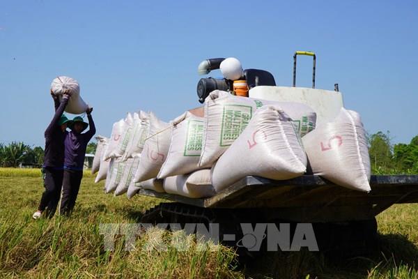 Thị trường nông sản: Giá lúa đã tăng nhẹ trở lại