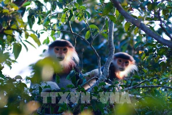 Ngắm Voọc Chà vá chân nâu tại bán đảo Sơn Trà