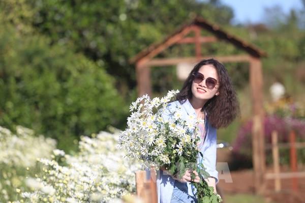 Ngắm vườn cúc họa mi giữa Phố núi