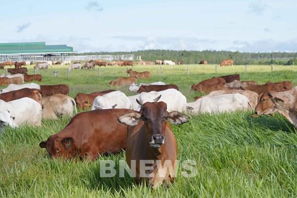 THACO AGRI đầu tư 5.800 tỷ đồng cho hoạt động sản xuất và kinh doanh