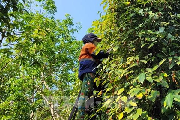 Giá hồ tiêu chính vụ tăng cao