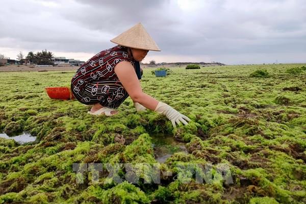 Ngư dân Ninh Thuận được mùa khai thác rong biển