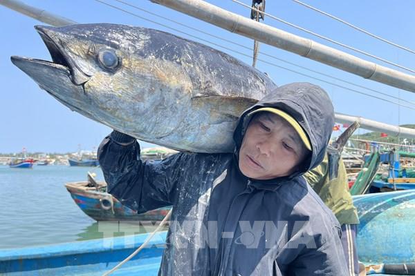 Trúng đậm “lộc biển”, ngư dân Quảng Ngãi hối hả vươn khơi
