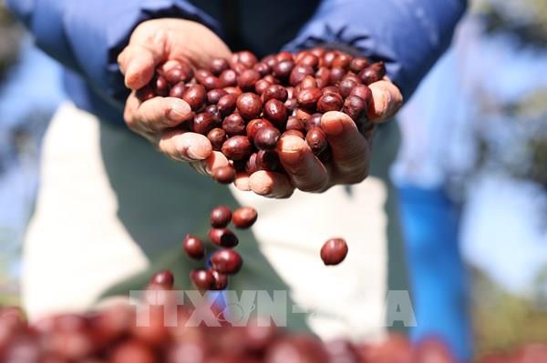 Cà phê "ngóng trông" tín hiệu mùa vụ