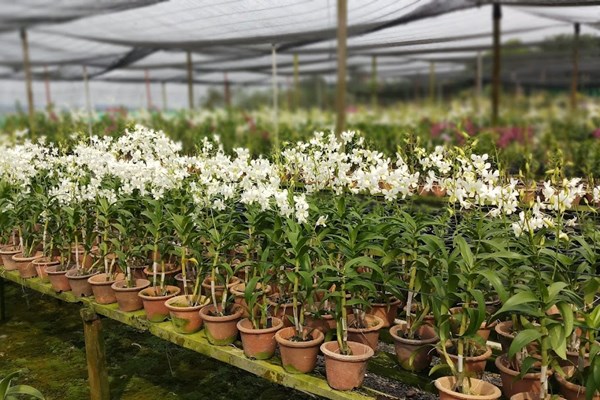 Xuất khẩu hoa lan, mặt hàng hứa hẹn của Malaysia