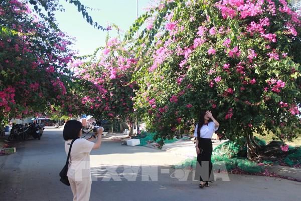 Rực rỡ hoa giấy Nha Trang