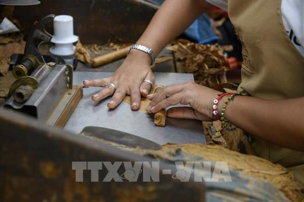 Lễ hội xì gà Cuba sôi động ngày trở lại