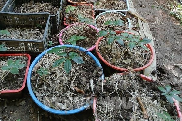Kon Tum yêu cầu rà soát tình trạng mất trộm Sâm Ngọc Linh
