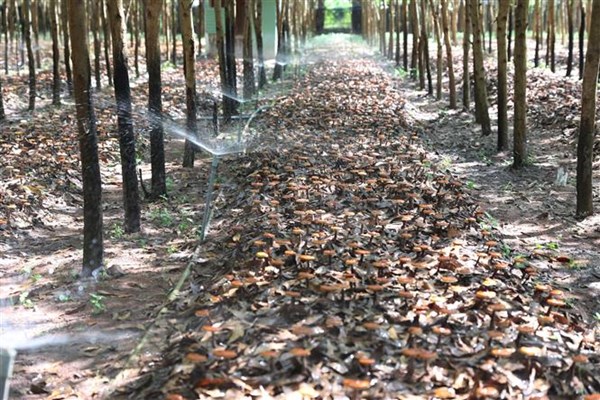 Phê duyệt dự án trồng nấm chi đỏ dưới tán rừng keo lai và cà phê