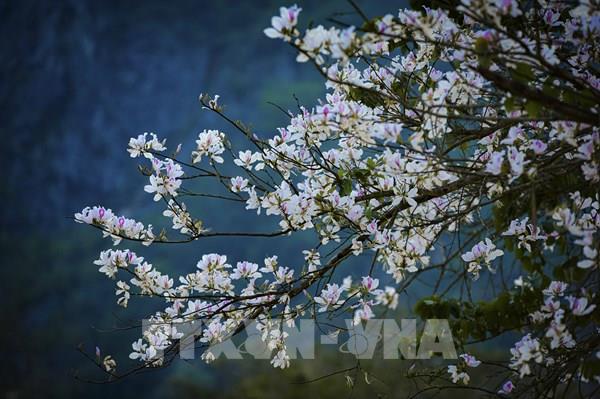 Hoa ban nở trắng trên núi rừng Điện Biên