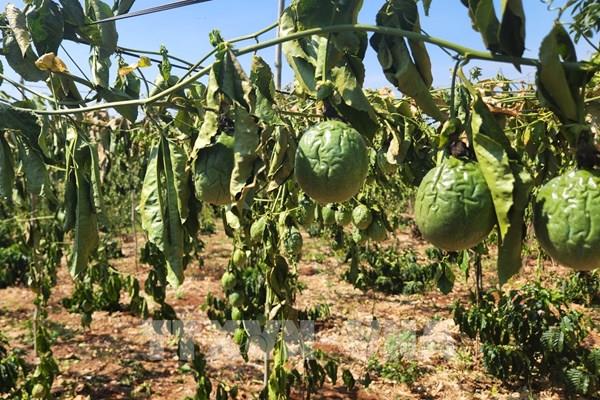 Gia Lai: Điều tra vụ chặt phá hàng trăm cây cà phê, chanh dây