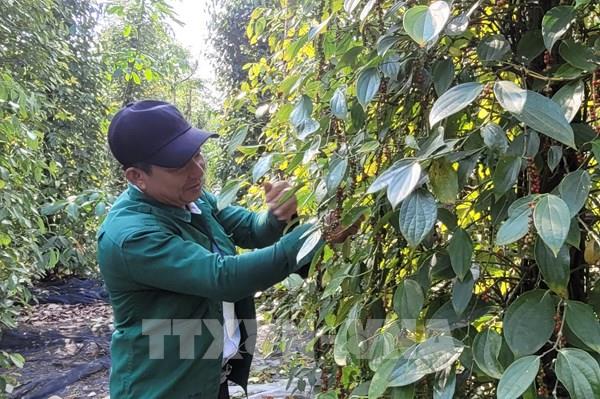 Dự báo hồ tiêu sớm trở lại nhóm ngành hàng tỷ đô