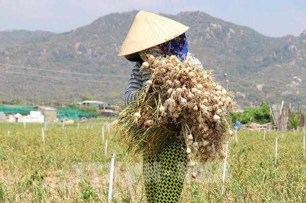 Tỏi Ninh Thuận chính vụ được giá
