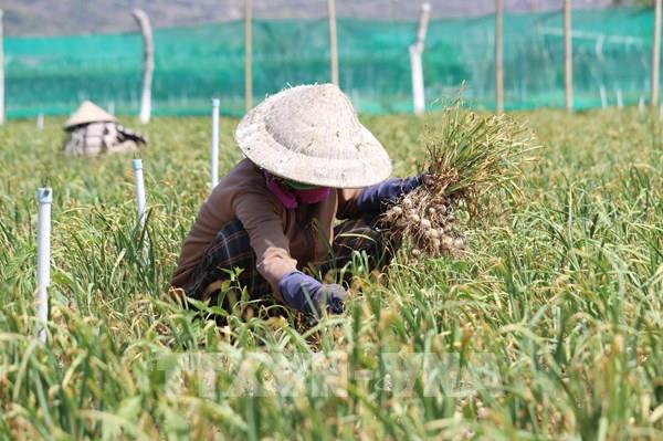 Bắc Ninh sắp có vùng sản xuất nông nghiệp công nghệ cao quy mô lớn