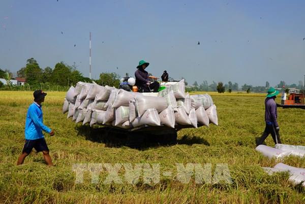 Lúa gạo Đồng Tháp và mục tiêu chi phí giảm, chất lượng tăng
