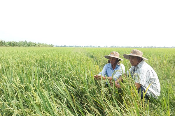 Sản lượng lúa các tỉnh phía Bắc năm 2024 đạt trên 12,7 triệu tấn