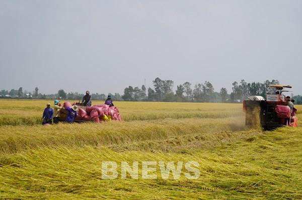 Chuyển đổi số trong nông nghiệp ĐBSCL - Bài 1: Cuộc cách mạng trên cánh đồng