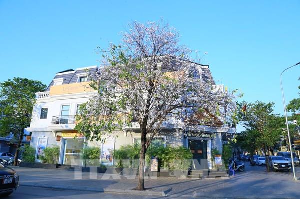 Hoa ban nở rộ giữa lòng phố núi Sơn La