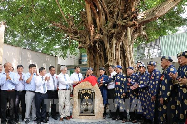 Công nhận cây "đoàn kết" 200 năm tuổi là Cây di sản Việt Nam