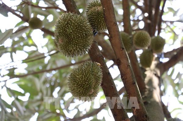 Indonesia hướng tới mục tiêu 8 tỷ USD xuất khẩu sầu riêng sang Trung Quốc