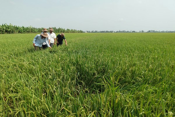Nông nghiệp xanh:  Hiệu ứng từ phân bón hữu cơ, thuốc sinh học