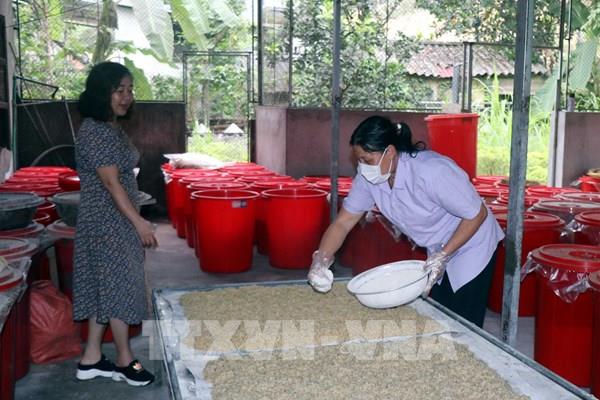 Nhung hươu Hương Sơn "Vàng mười" của núi rừng