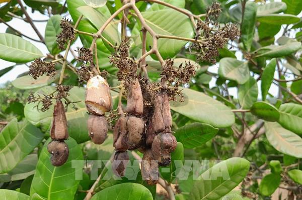 Nắng nóng kéo dài, "Thủ phủ" điều đối diện với một vụ thất thu