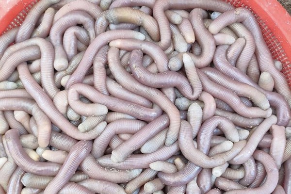 Loại hải sản được ví như "mì chính" của nhà giàu, giá đắt đỏ nhưng vẫn được săn đón