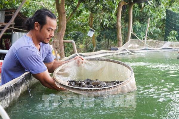 Nông dân Đồng Tháp thu nhập hàng tỷ đồng từ nuôi cá đặc sản