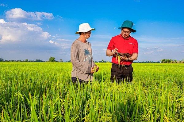 Agribank chủ lực cung ứng vốn cho Đề án 1 triệu ha lúa chất lượng cao