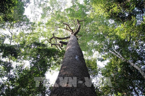 Mạnh tay với "giặc lửa" để giữ rừng trong mùa khô