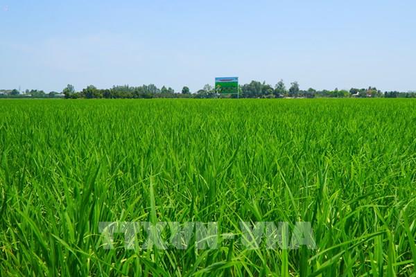 Đồng Tháp khởi động Đề án 1 triệu ha lúa chất lượng cao, phát thải thấp