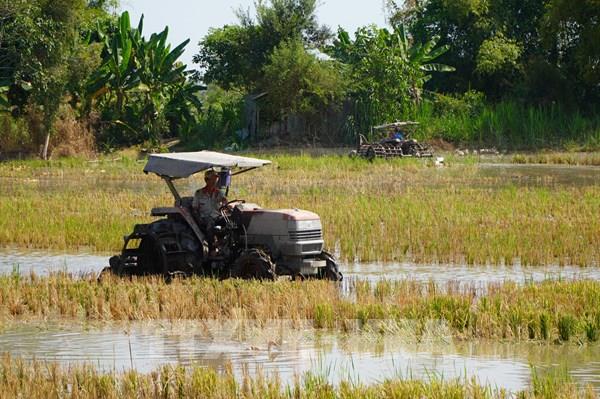 Đồng Tháp xuống giống vụ Hè Thu khi giá lúa đang tăng cao